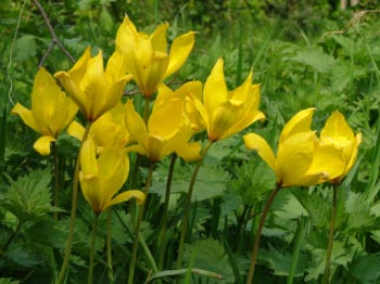 Tulipa sylvestrisBostulp bestellen